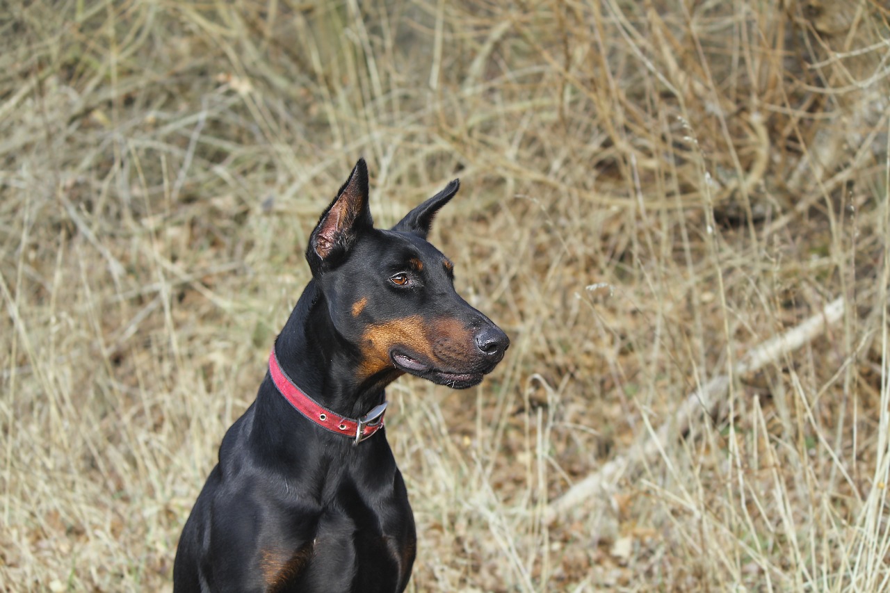 Dobermanas, Pinčeris, Šuo, Naminis Gyvūnėlis, Laukas, Pieva, Ruduo, Žalias, Liežuvis, Gamta