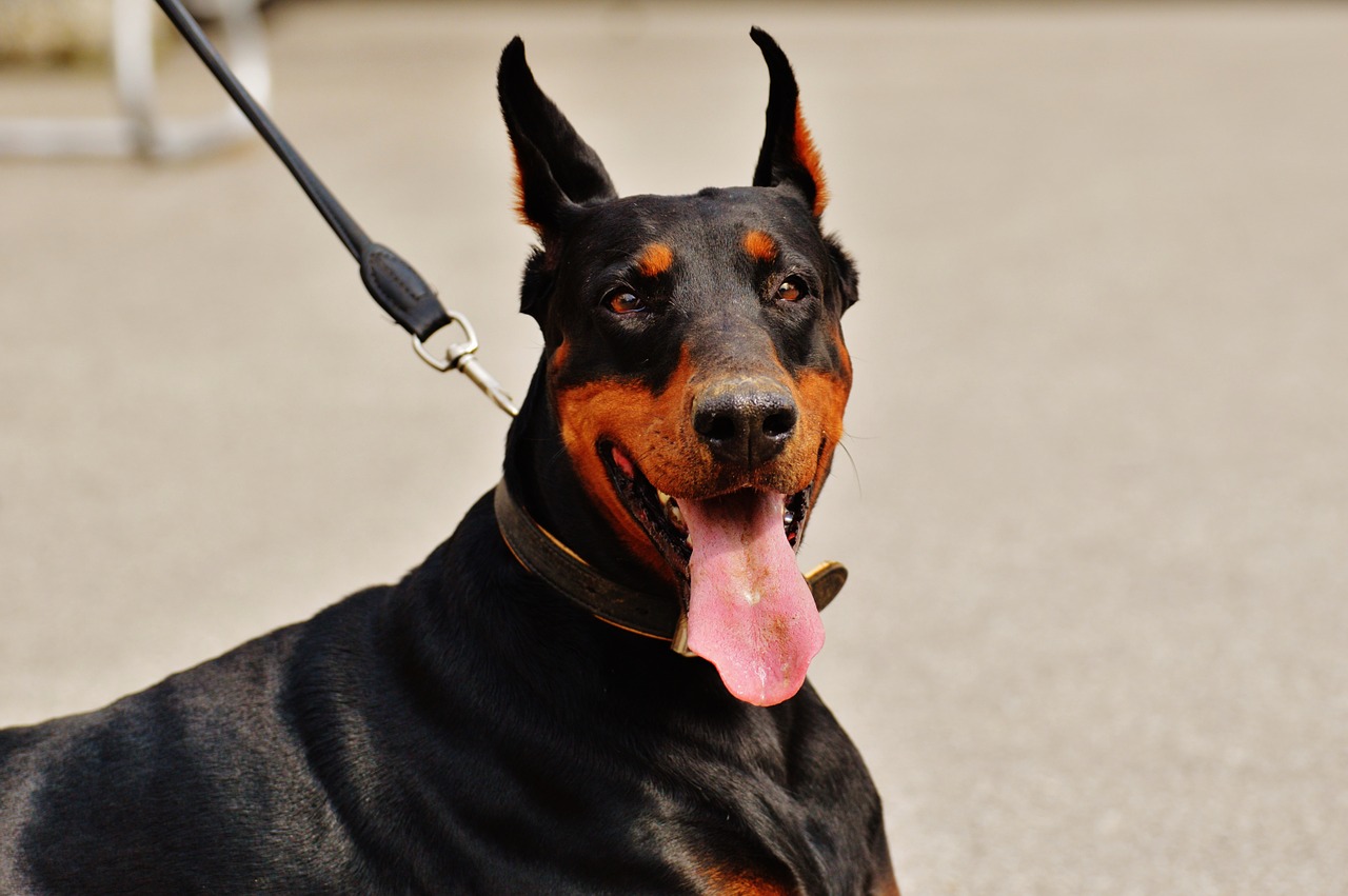 Dobermanas, Šuo, Gyvūnų Pasaulis, Gyvūnas, Hundeportrait, Naminis Gyvūnėlis, Gamta, Šuo Pavadėlio, Šuo Yra, Lenktynės