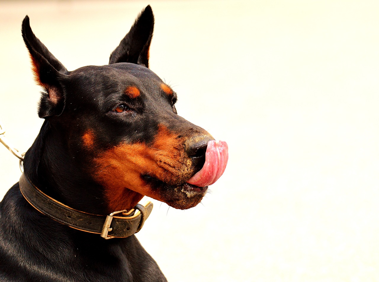 Dobermanas, Šuo, Gyvūnų Pasaulis, Gyvūnas, Hundeportrait, Naminis Gyvūnėlis, Gamta, Lenktynės, Nemokamos Nuotraukos,  Nemokama Licenzija