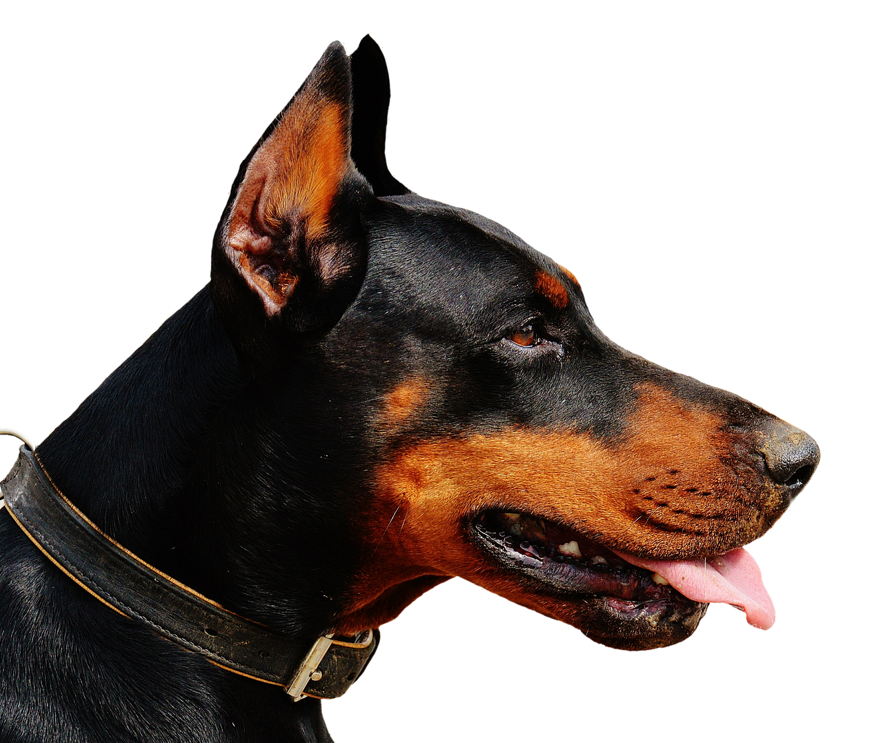 Dobermanas, Šuo, Gyvūnų Pasaulis, Gyvūnas, Hundeportrait, Naminis Gyvūnėlis, Gamta, Lenktynės, Izoliuotas, Išimtis