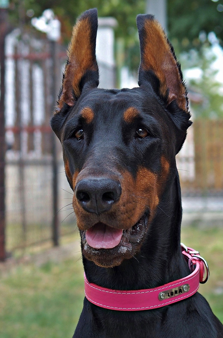 Dobermanas, Galva, Rožinė Apykaklė, Šuo, Veido, Nemokamos Nuotraukos,  Nemokama Licenzija