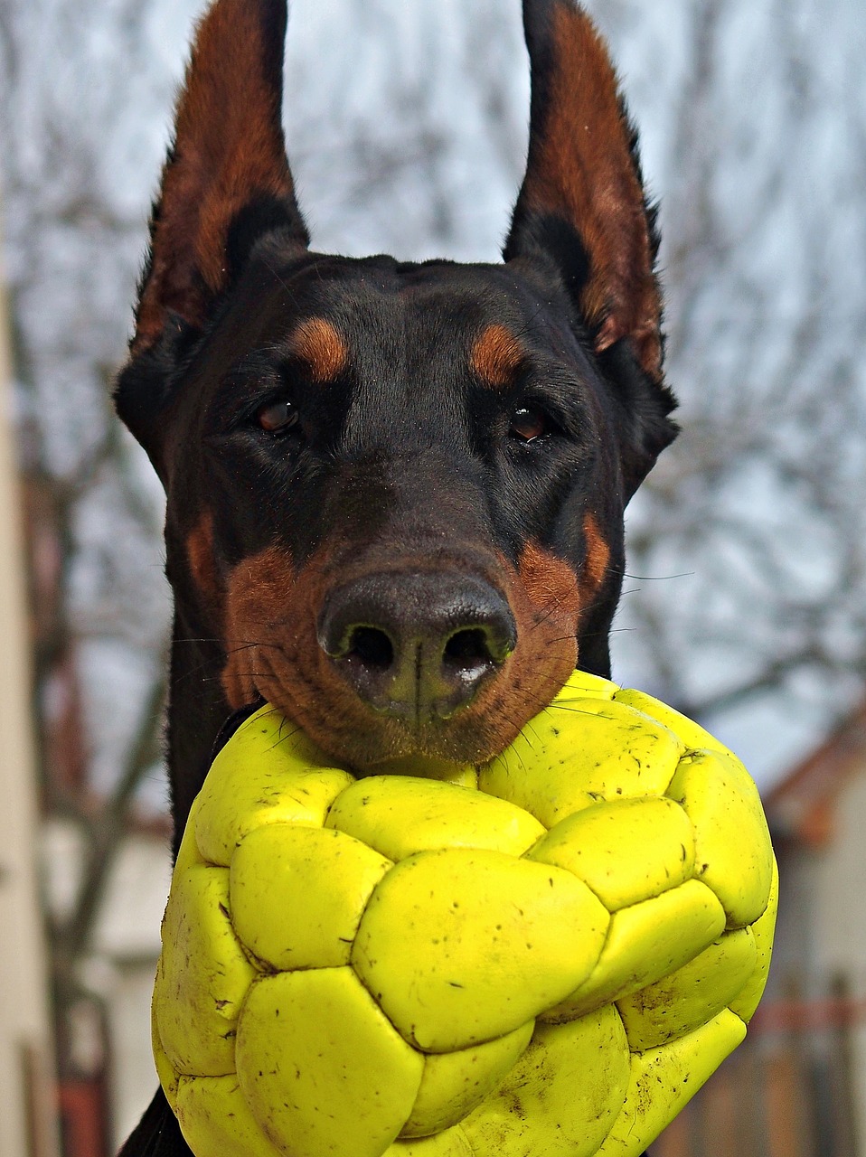 Dobermanas, Šuo, Portretas, Galva, Rutulys, Gražus, Nemokamos Nuotraukos,  Nemokama Licenzija