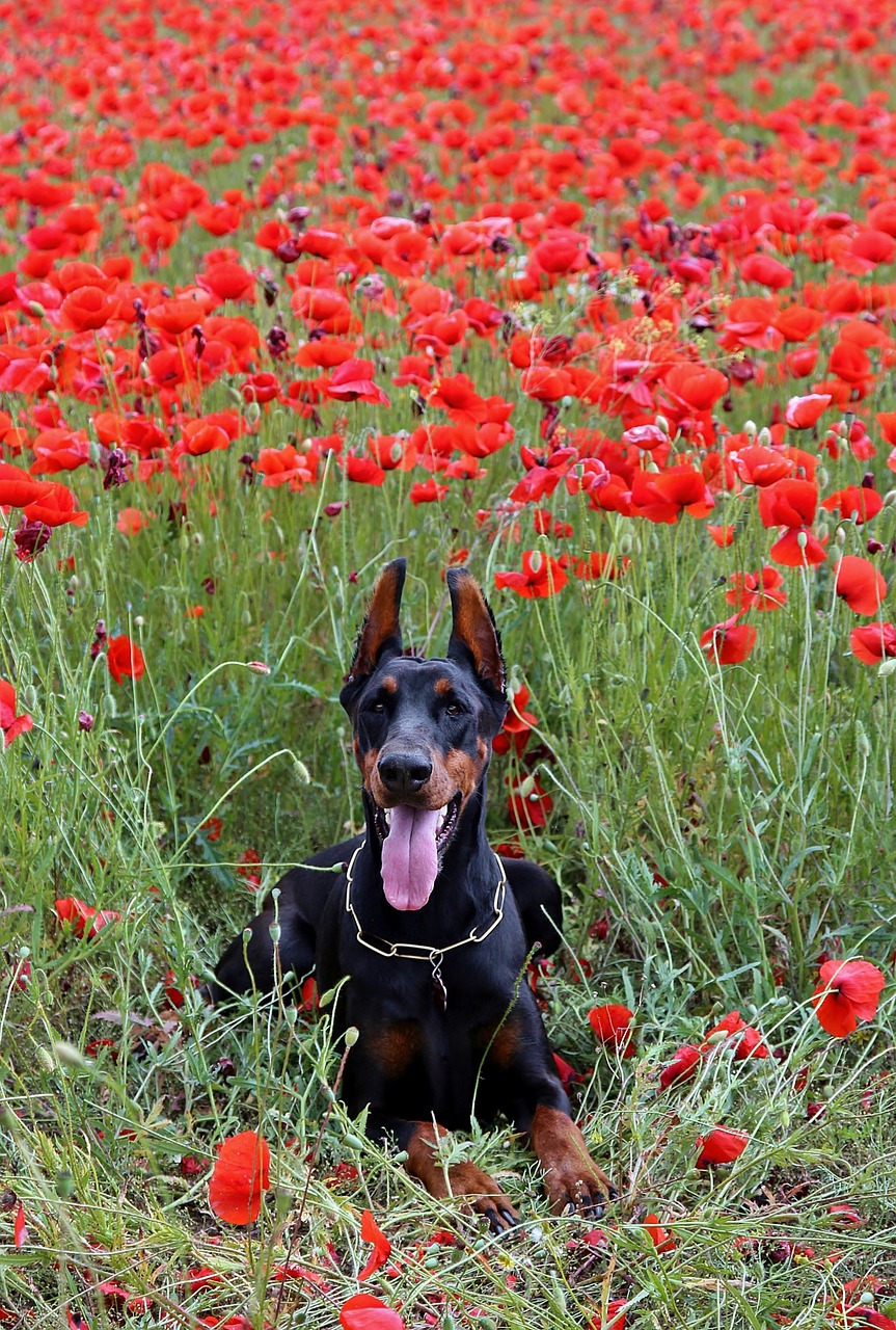 Dobermano Šuo Melas, Aguona, Laukas, Nemokamos Nuotraukos,  Nemokama Licenzija