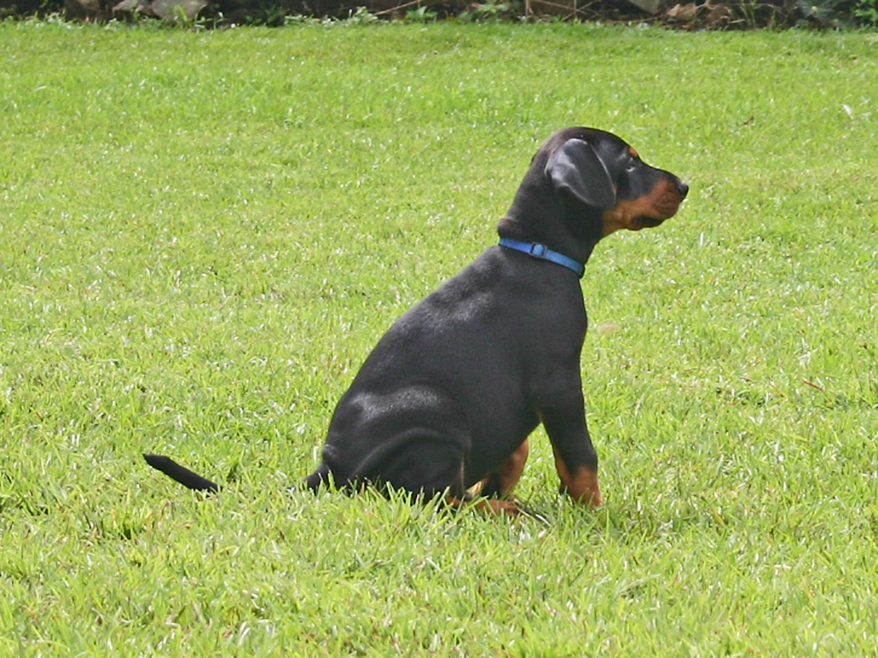 Šuo,  Šuniukas,  Dobermanas,  Naminis Gyvūnėlis,  Gyvūnas,  Kūdikis,  Dobermano Šuniukas, Nemokamos Nuotraukos,  Nemokama Licenzija