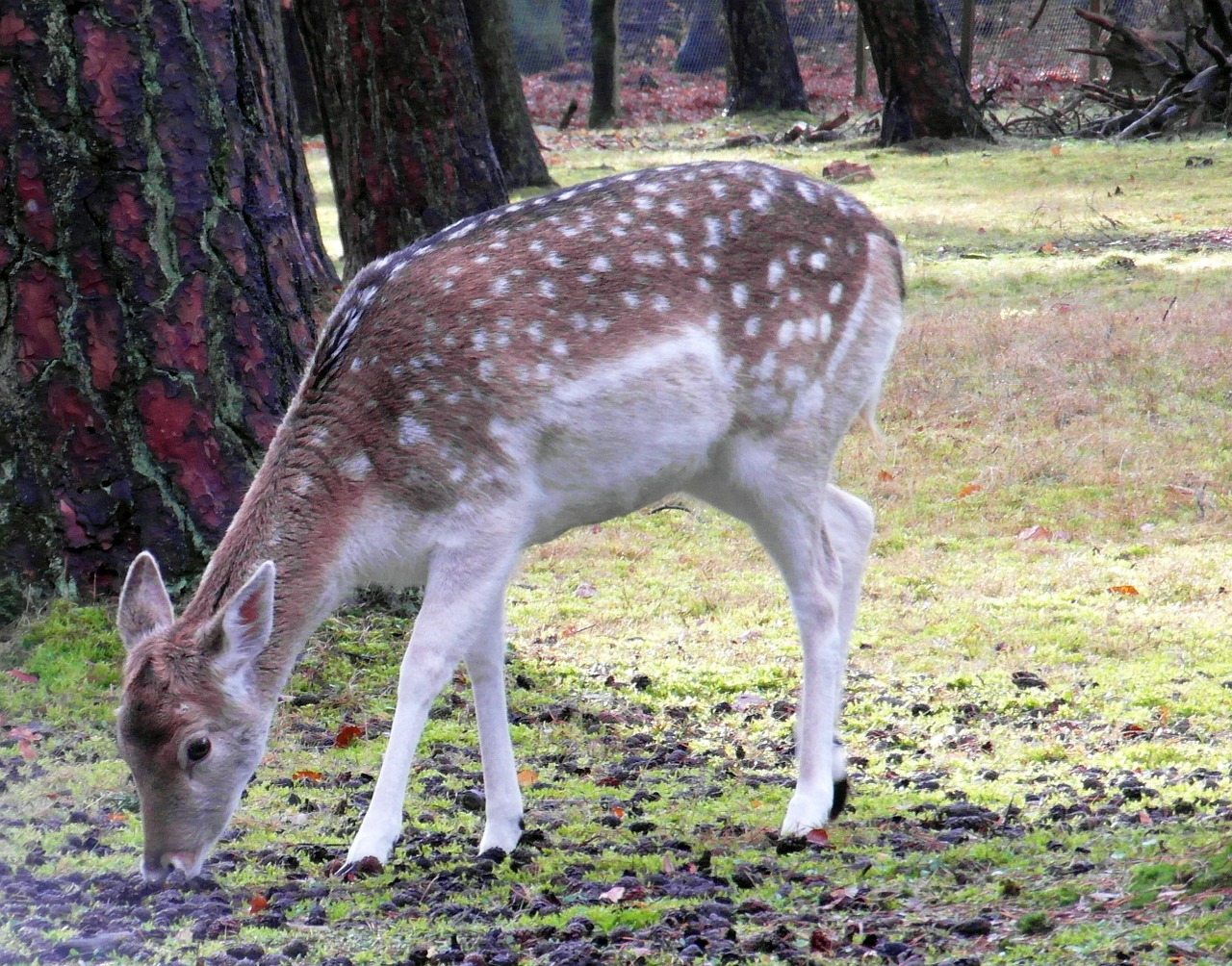 Doe, Paprastosios Elnies, Kailis, Dėmės, Antler, Samtelis, Ganyti, Laukinio Gyvenimo Parkas, Miškininkystė, Medžioklė