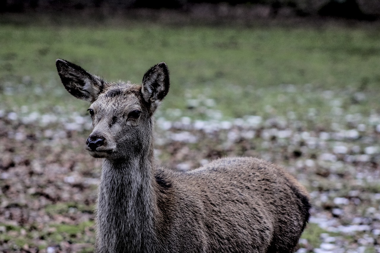 Doe, Moteriškas Elnias, Demonstracinis Rezervas, Białowieża, Nemokamos Nuotraukos,  Nemokama Licenzija