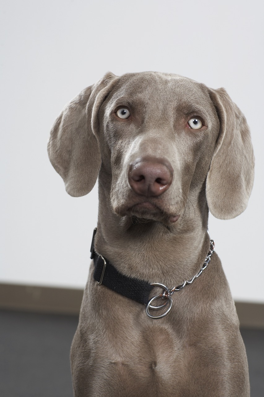 Šuo, Naminis Gyvūnėlis, Šunys, Veislė, Grynakraujis, Weimaraner, Mielas Šuo, Nemokamos Nuotraukos,  Nemokama Licenzija