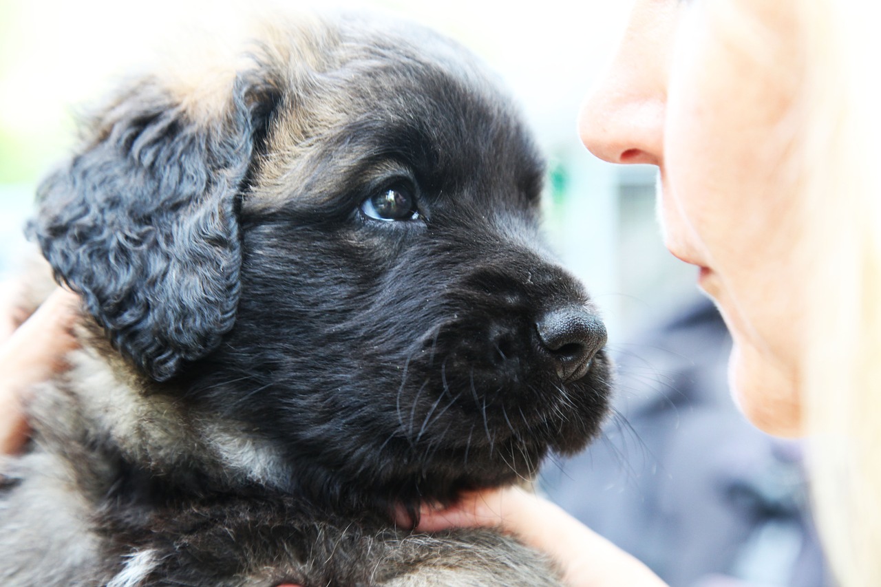 Šuo, Šuniukas, Gyvūnas, Naminis Gyvūnėlis, Leonberger, Gyvūnai, Mielas, Atrodo, Iš Arti, Nemokamos Nuotraukos