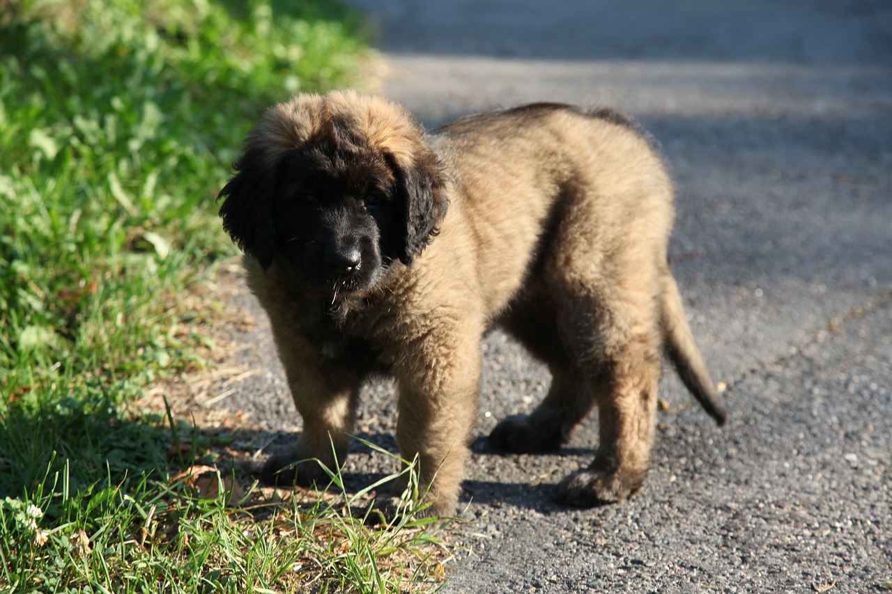 Šuo, Šuniukas, Gyvūnas, Naminis Gyvūnėlis, Leonberger, Gyvūnai, Mielas, Nemokamos Nuotraukos,  Nemokama Licenzija