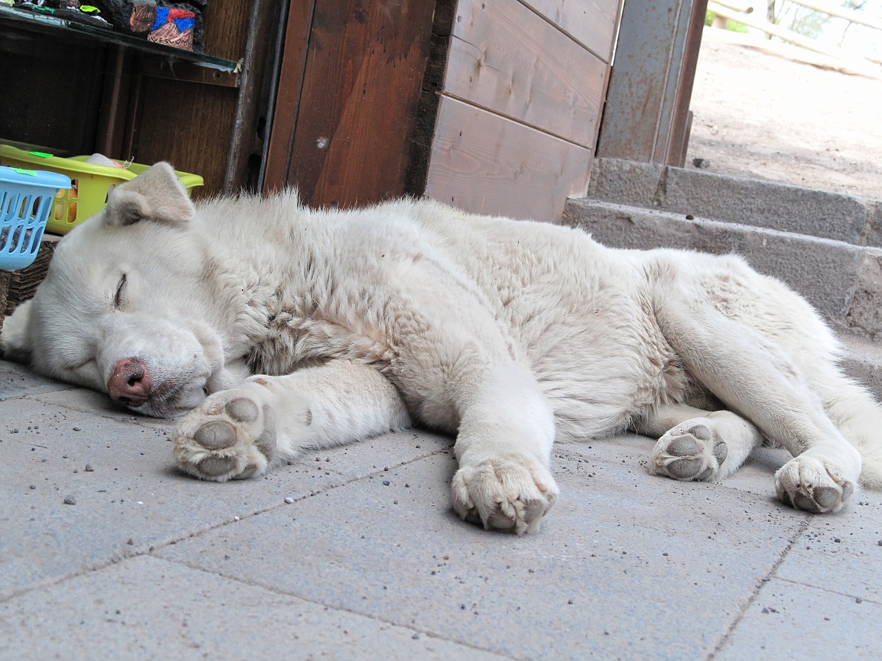 Šuo, Strays, Hibridas, Laukiniai, Rūpestis, Pavargęs, Naminis Gyvūnėlis, Nemokamos Nuotraukos,  Nemokama Licenzija