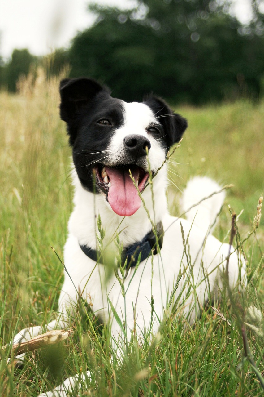 Šuo, Jack Russell, Gyvūnas, Žolė, Gamta, Liežuvis, Mielas, Saldus, Žavus, Nemokamos Nuotraukos