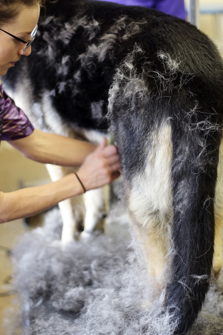 Šuo, Plaukai, Kailis, Naminis Gyvūnėlis, Gyvūnas, Šunys, Grooming, Nemokamos Nuotraukos,  Nemokama Licenzija