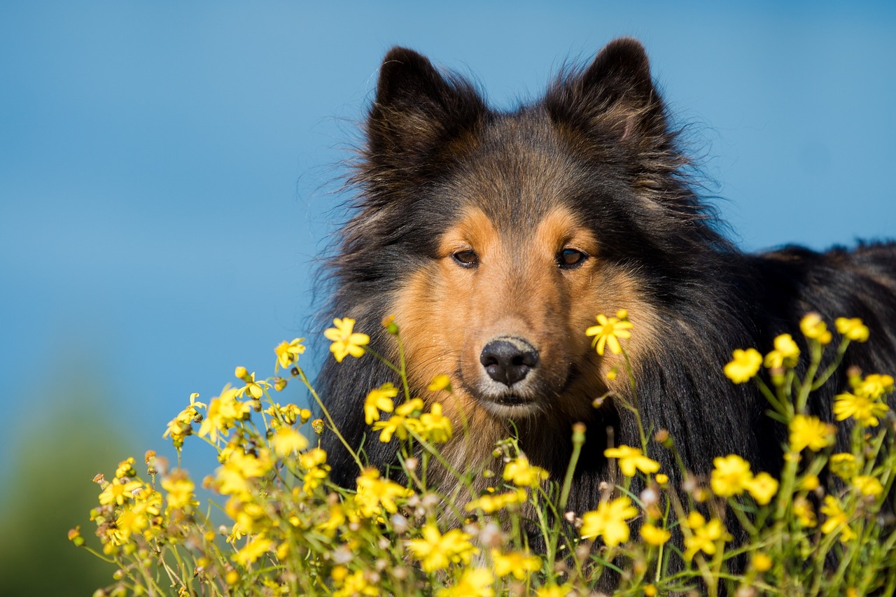 Šuo, Sheltie, Gėlės, Uždaryti, Nemokamos Nuotraukos,  Nemokama Licenzija