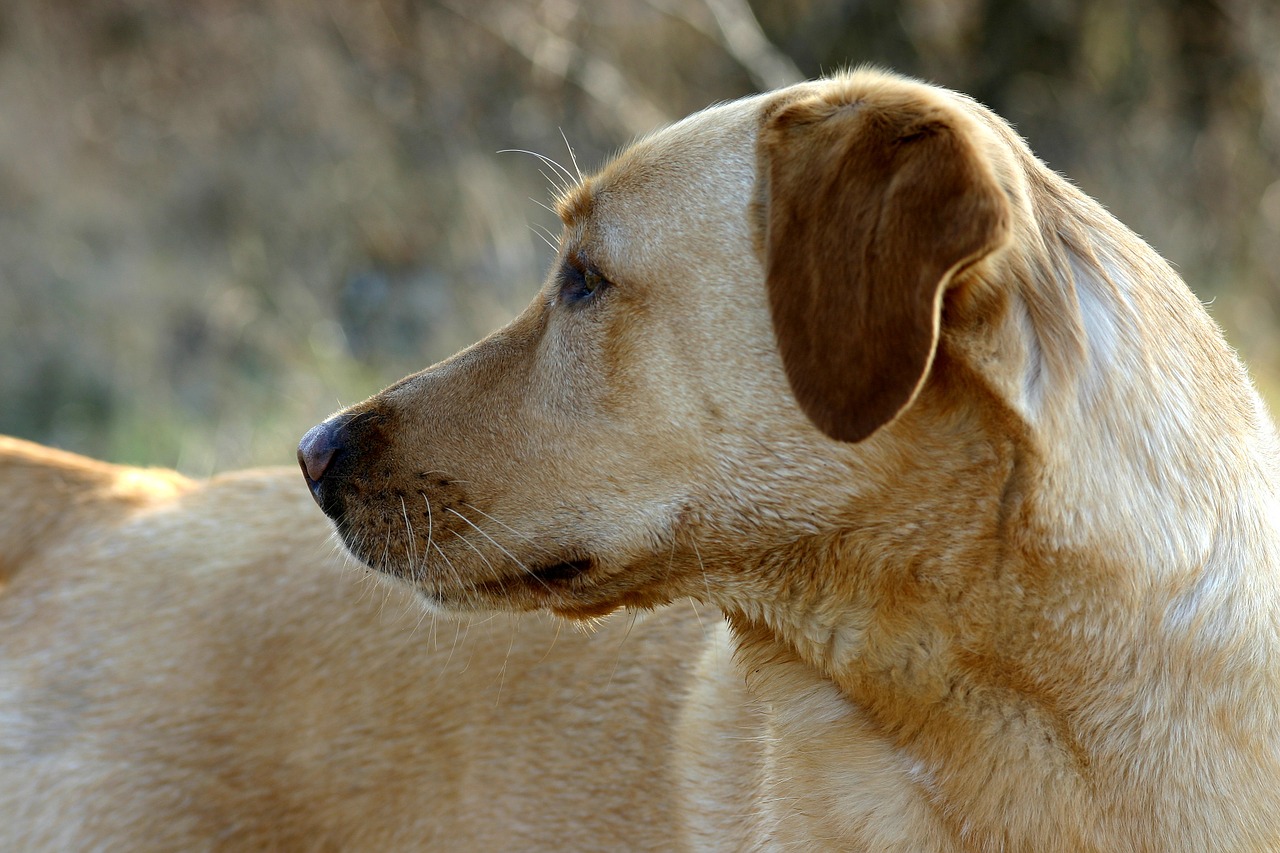 Labradoras, Šuo, Naminis Gyvūnėlis, Ryškus Kailis, Galva, Snukis, Nemokamos Nuotraukos,  Nemokama Licenzija