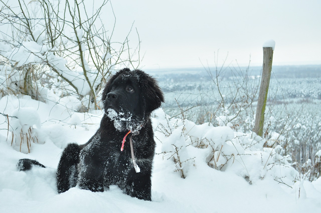 Šuo, Žiema, Gyvūnas, Czworonów, Spacer, Sniegas, Šunys, Miškas, Wodonga, Newfoundland