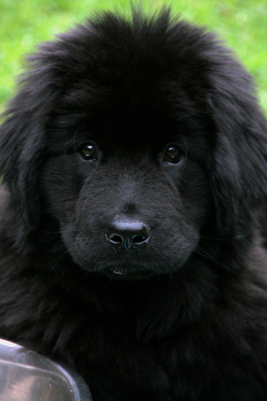 Šuo, Newfoundland, Naminis Gyvūnėlis, Juoda, Mielas, Milžinas, Nemokamos Nuotraukos,  Nemokama Licenzija