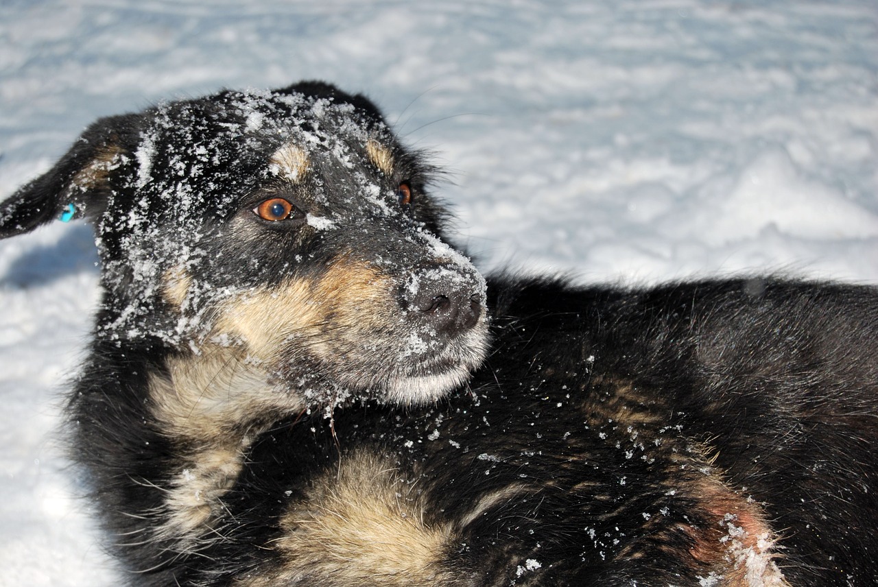 Šuo, Sniegas, Džiaugsmas, Žiema, Linksma, Draugas, Gamta, Vaikščioti, Žmonės, Šeima