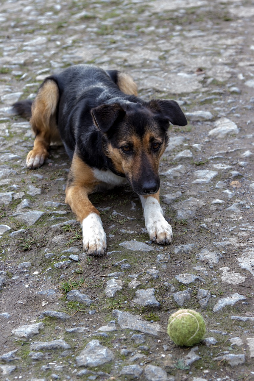 Šuo, Žaisti, Rutulys, Naminis Gyvūnėlis, Žaismingas, Gyvūnas, Jaunas Šuo, Nemokamos Nuotraukos,  Nemokama Licenzija