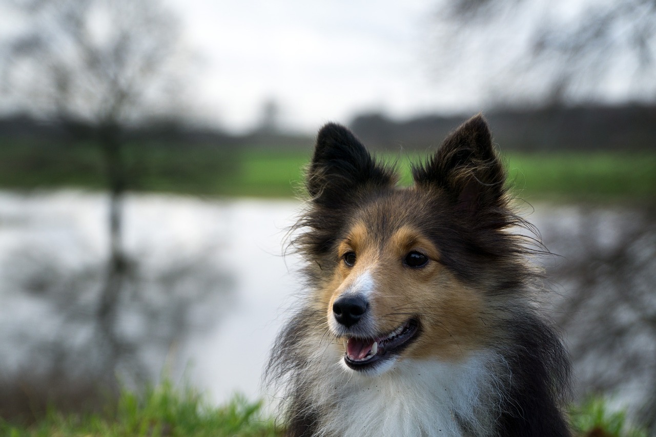 Šuo, Sheltie, Uždaryti, Medžiai, Nemokamos Nuotraukos,  Nemokama Licenzija