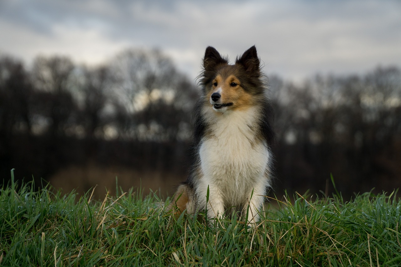 Šuo, Sheltie, Uždaryti, Medžiai, Nemokamos Nuotraukos,  Nemokama Licenzija