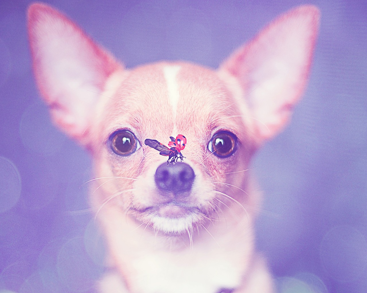Šuo, Chihuahua, Šuniukas, Mažas Šuo, Foto Montavimas, Hundeportrait, Boružė, Mielas, Nemokamos Nuotraukos,  Nemokama Licenzija