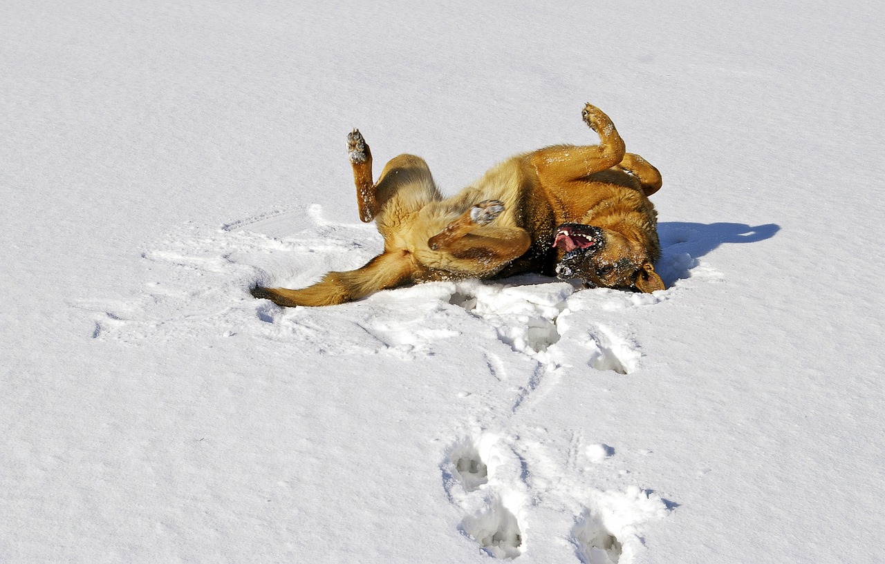 Šuo, Sniegas, Vokiečių Aviganis, Džiaugsmas, Žiema, Laukas, Linksma, Tarzana, Nemokamos Nuotraukos,  Nemokama Licenzija