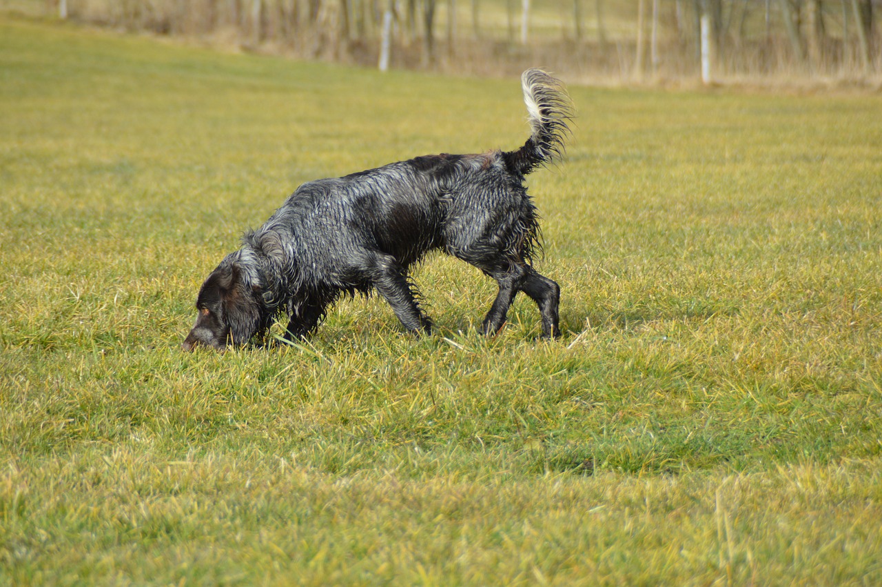 Šuo, Vokiečių Putpelių, Putpelių Šuo, Naršyti, Stoeberhund, Patinas, Šlapias, Nemokamos Nuotraukos,  Nemokama Licenzija