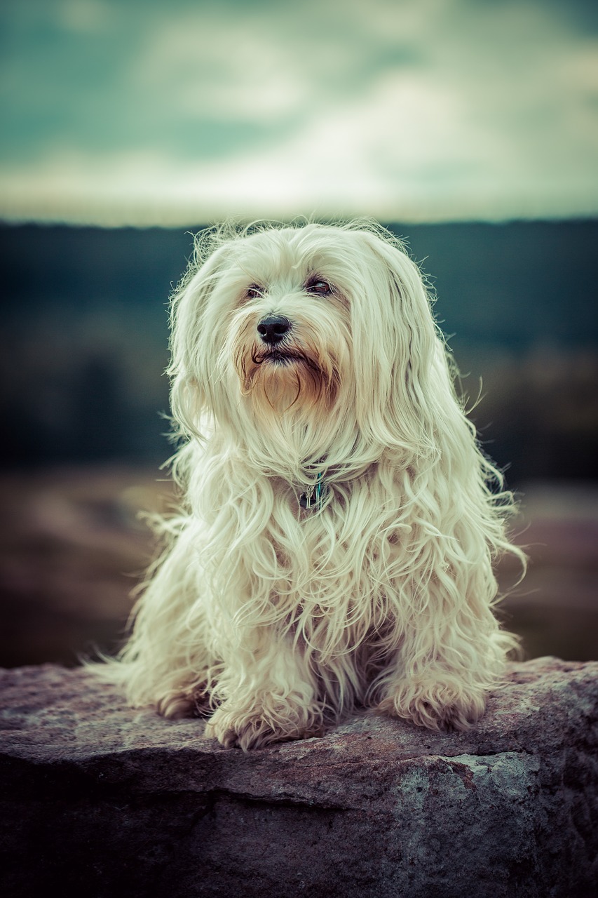 Šuo, Išvirtimas, Havanese, Naminis Gyvūnėlis, Lauke, Gyvūnas, Mažas, Vokiškas Ilgaplaukis Rodyklė, Balta, Grynaveislis Šuo