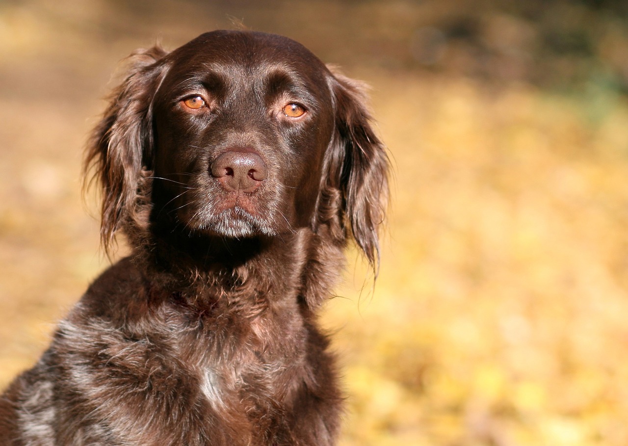 Šuo, Mažas Münsterländer, Ruda, Grynaveislis Šuo, Hundeportrait, Gamta, Ruduo, Out, Nemokamos Nuotraukos,  Nemokama Licenzija