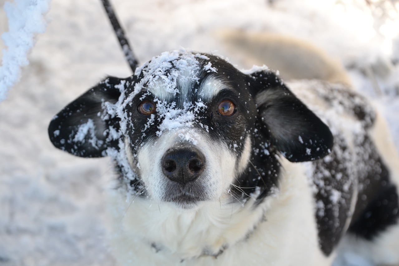 Šuo, Žiema, Sniegas, Nemokamos Nuotraukos,  Nemokama Licenzija