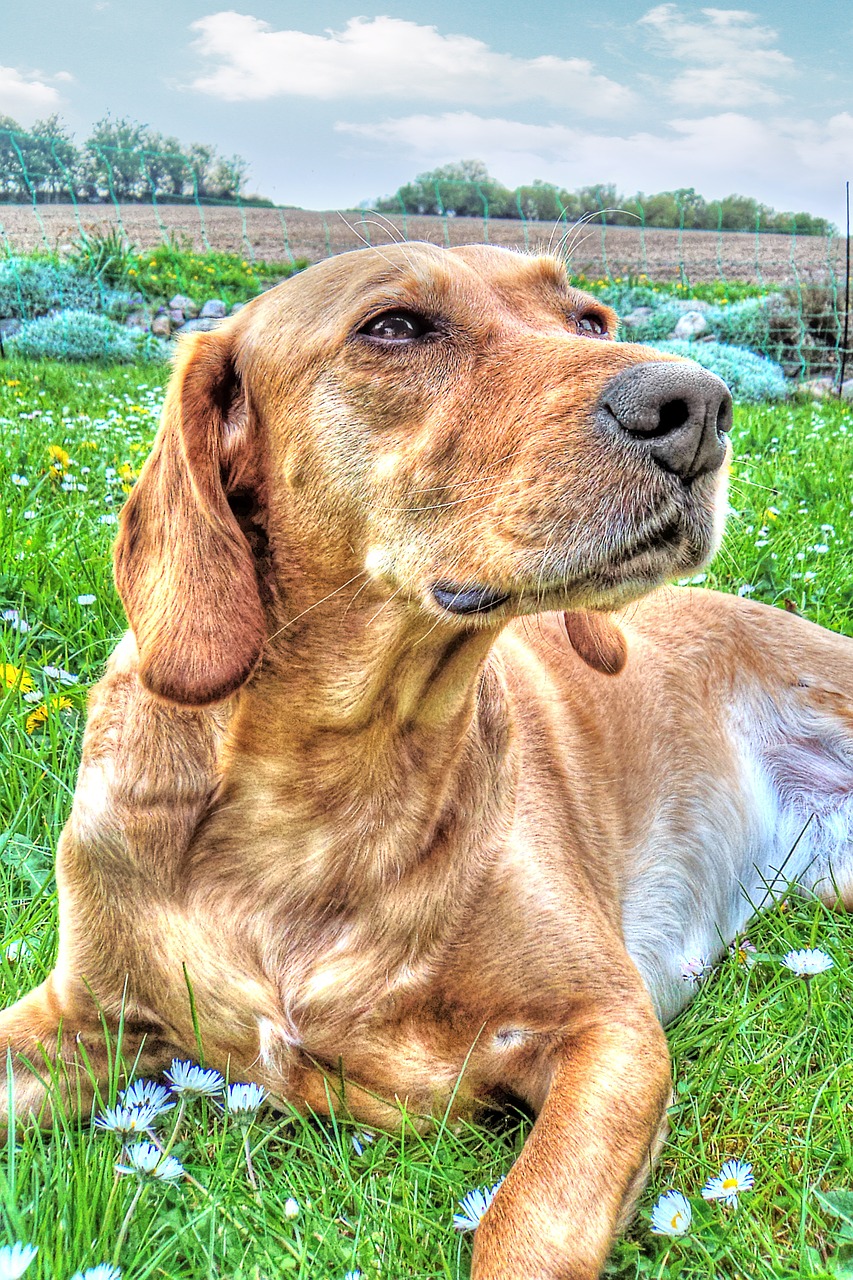 Šuo, Labradoras, Hdr, Nemokamos Nuotraukos,  Nemokama Licenzija