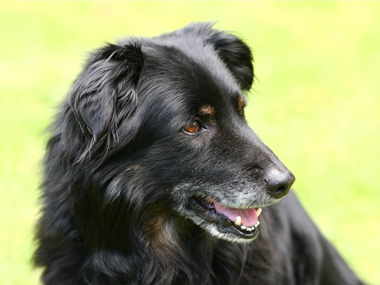 Šuo, Hibridas, Senas, Juoda, Nemokamai, Hundeportrait, Šuo Galvą, Naminis Gyvūnėlis, Gyvūnas, Vyresnysis