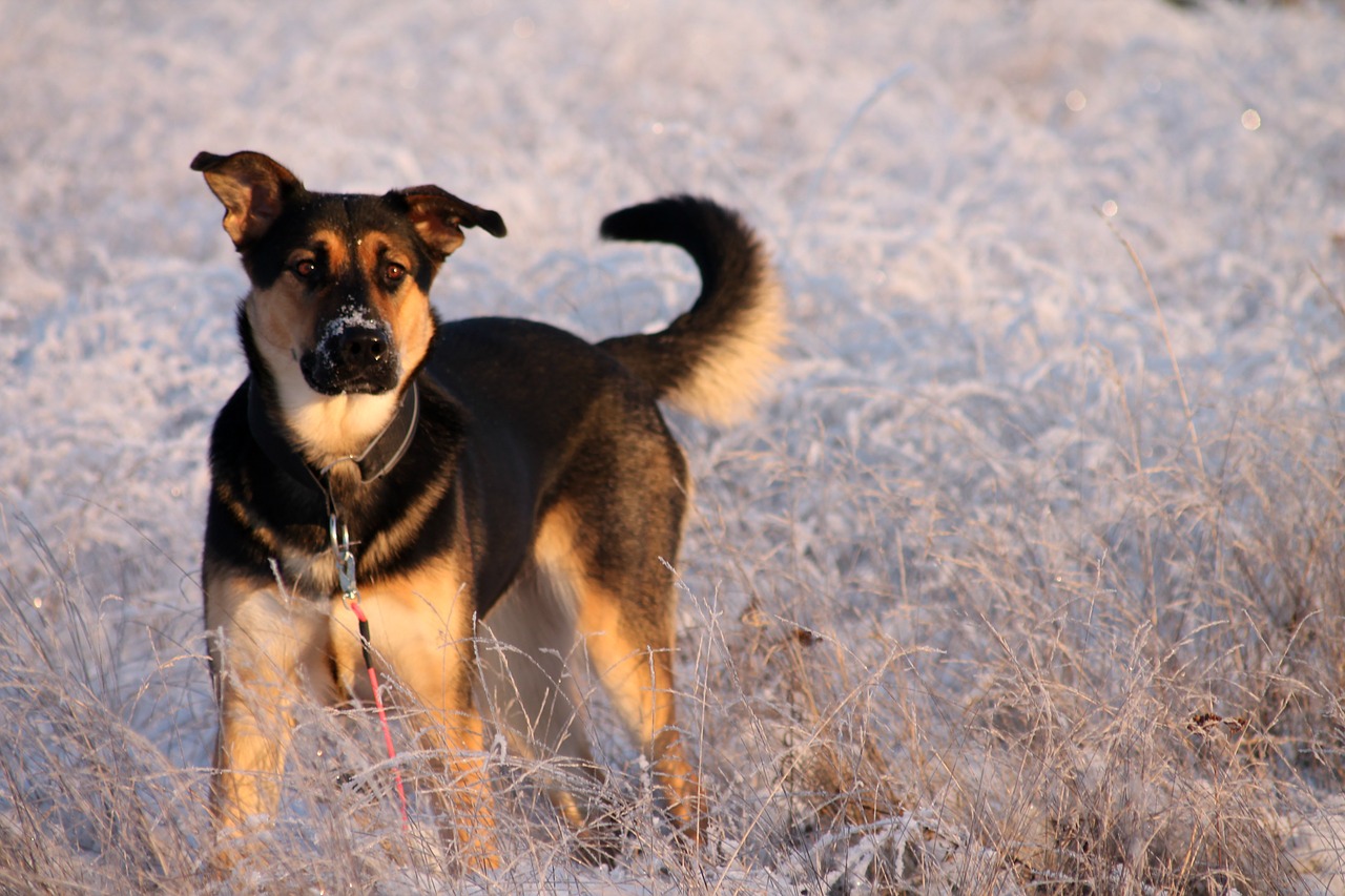 Šuo, Suaugęs, Mielas, Žavinga, Žiema, Sniegas, Šaltis, Nemokamos Nuotraukos,  Nemokama Licenzija