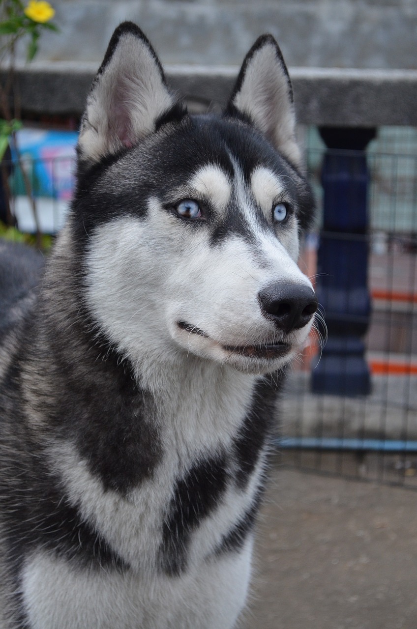 Šuo, Husky, Naminis Gyvūnėlis, Nemokamos Nuotraukos,  Nemokama Licenzija