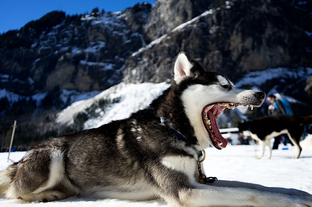 Šuo, Pavargęs, Žiovulys, Dantys, Kelnės, Sniegas, Žiema, Husky, Šaltas, Gyvūnas