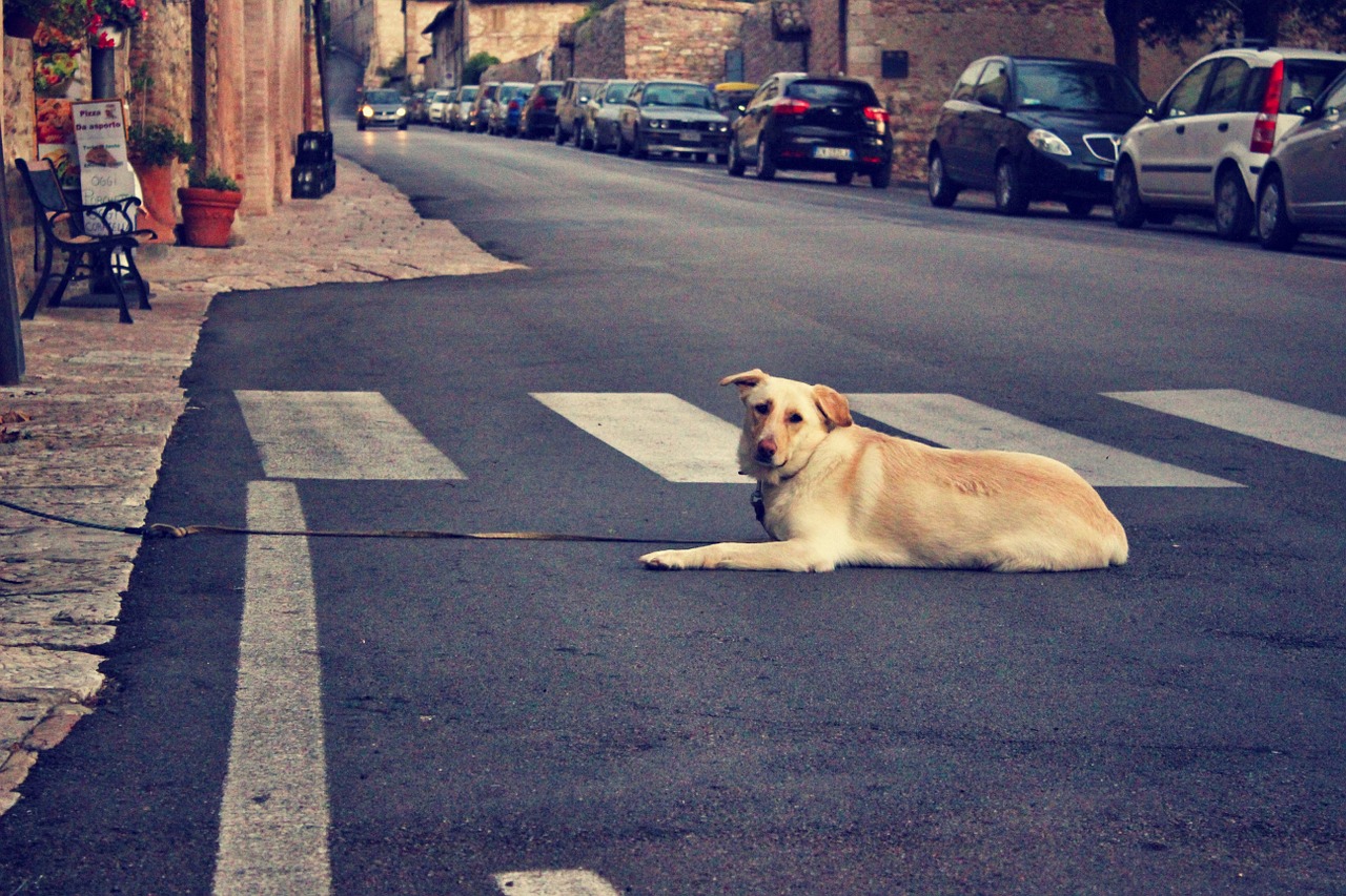 Šuo, Gatvė, Assisi, Retriveris, Šunys, Gyvūnas, Melas, Liūdnas, Liūdnas Šuo, Naminis Gyvūnėlis