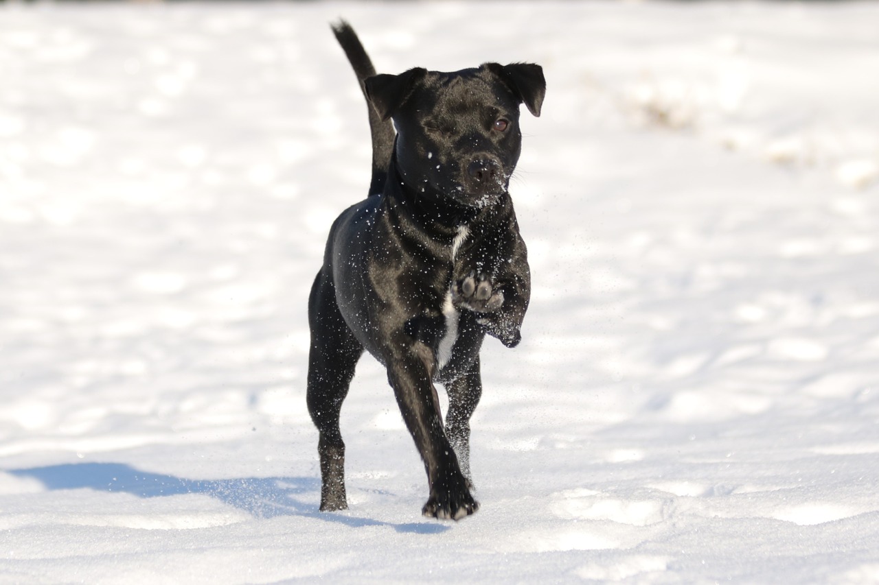 Šuo, Patterdale Terjeras, Terjeras, Juoda, Žiema, Nemokamos Nuotraukos,  Nemokama Licenzija