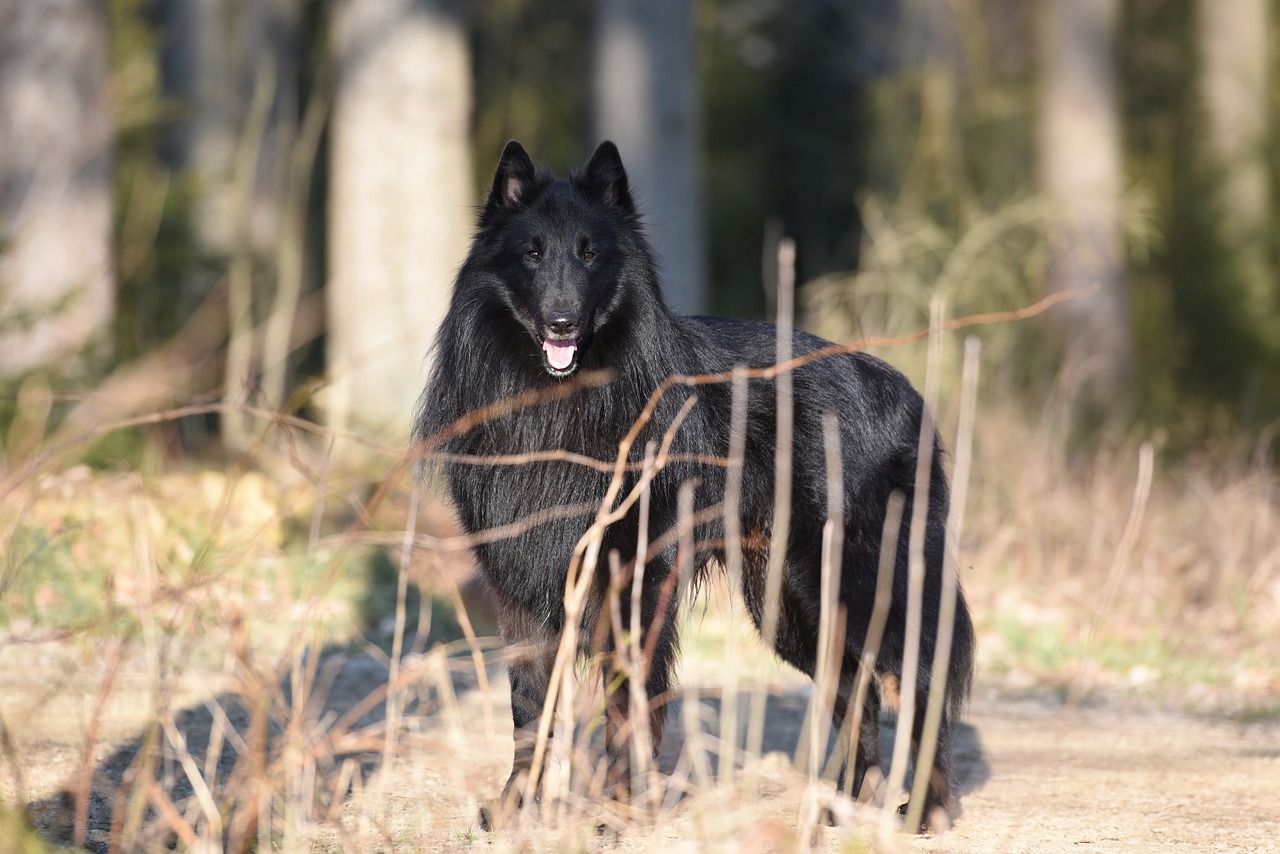 Šuo, Portretas, Belgijos Aviganis, Groenendael, Juoda, Laukinės Gamtos Fotografija, Draugas, Grynaveislis Šuo, Nemokamos Nuotraukos,  Nemokama Licenzija