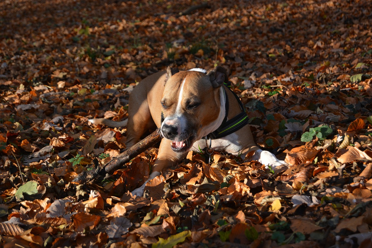 Šuo, Ruduo, Amstaff, Pitbull, Amerikiečių Stafordšyro Terjeras, Lapai, Grindys, Nemokamos Nuotraukos,  Nemokama Licenzija