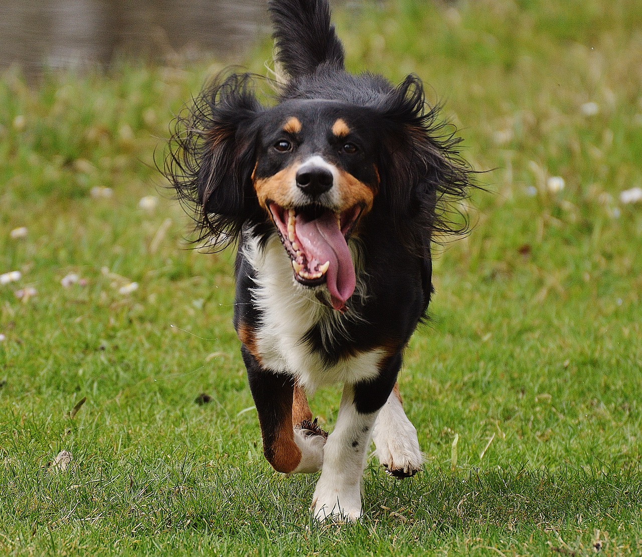 Šuo, Naminis Gyvūnėlis, Lenktynės, Žaisti, Pieva, Gyvūnas, Gamta, Out, Hundeportrait, Šuo Pievoje