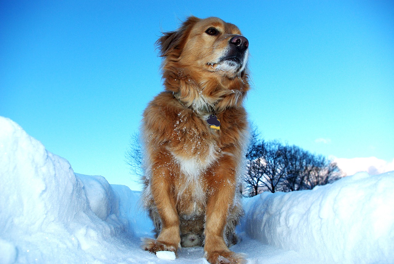 Šuo, Mėgstamiausia, Sniegas, Žiema, Žiemą, Balta, Miškas, Gamta, Snieguotas, Atgal Šviesa