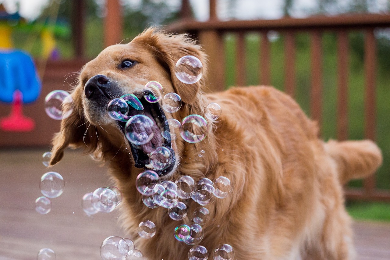 Šuo, Burbulas, Žaisti, Juokinga, Nemokamos Nuotraukos,  Nemokama Licenzija