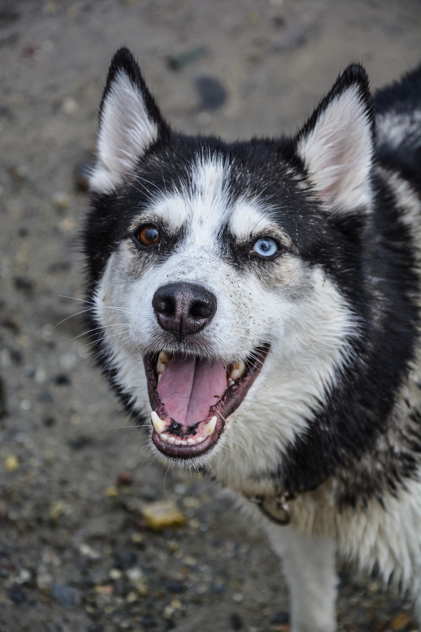 Šuo, Husky, Laimingas, Naminis Gyvūnėlis, Gyvūnas, Mielas, Balta, Laimė, Šunys, Lauke