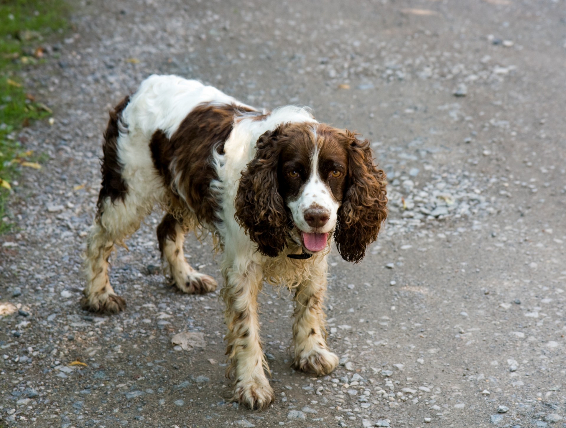 Šuo,  Spanielis,  Springeris,  Springeris & Nbsp,  Spanielis,  English & Nbsp,  Springer & Nbsp,  Spaniel,  Gyvūnas,  Gražus