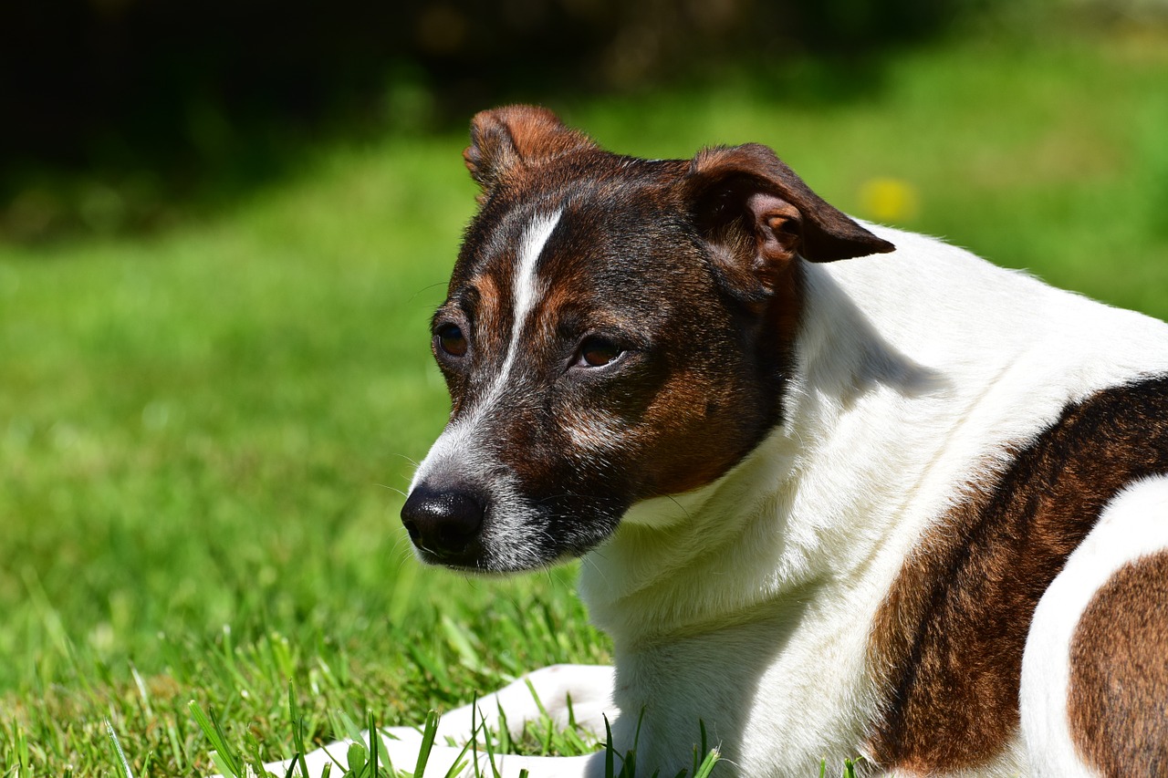 Šuo, Rūpestis, Hibridas, Atsipalaidavęs, Naminis Gyvūnėlis, Mielas, Poilsis, Kailis, Gyvūnas, Hundeportrait