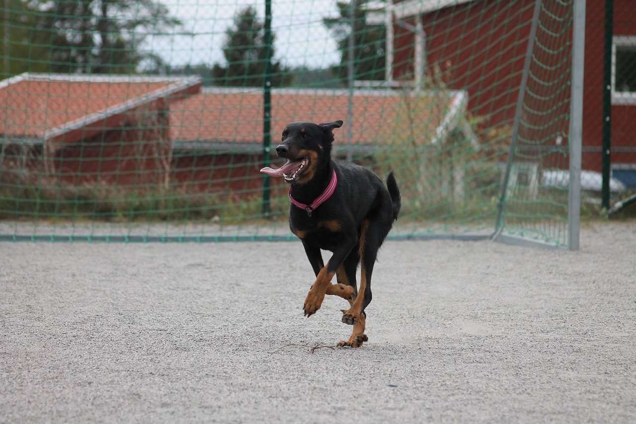 Šuo, Beauceron, Gyvūnas, Naminis Gyvūnėlis, Apsauga, Juoda, Mielas, Grynakraujis, Šunys, Draugas