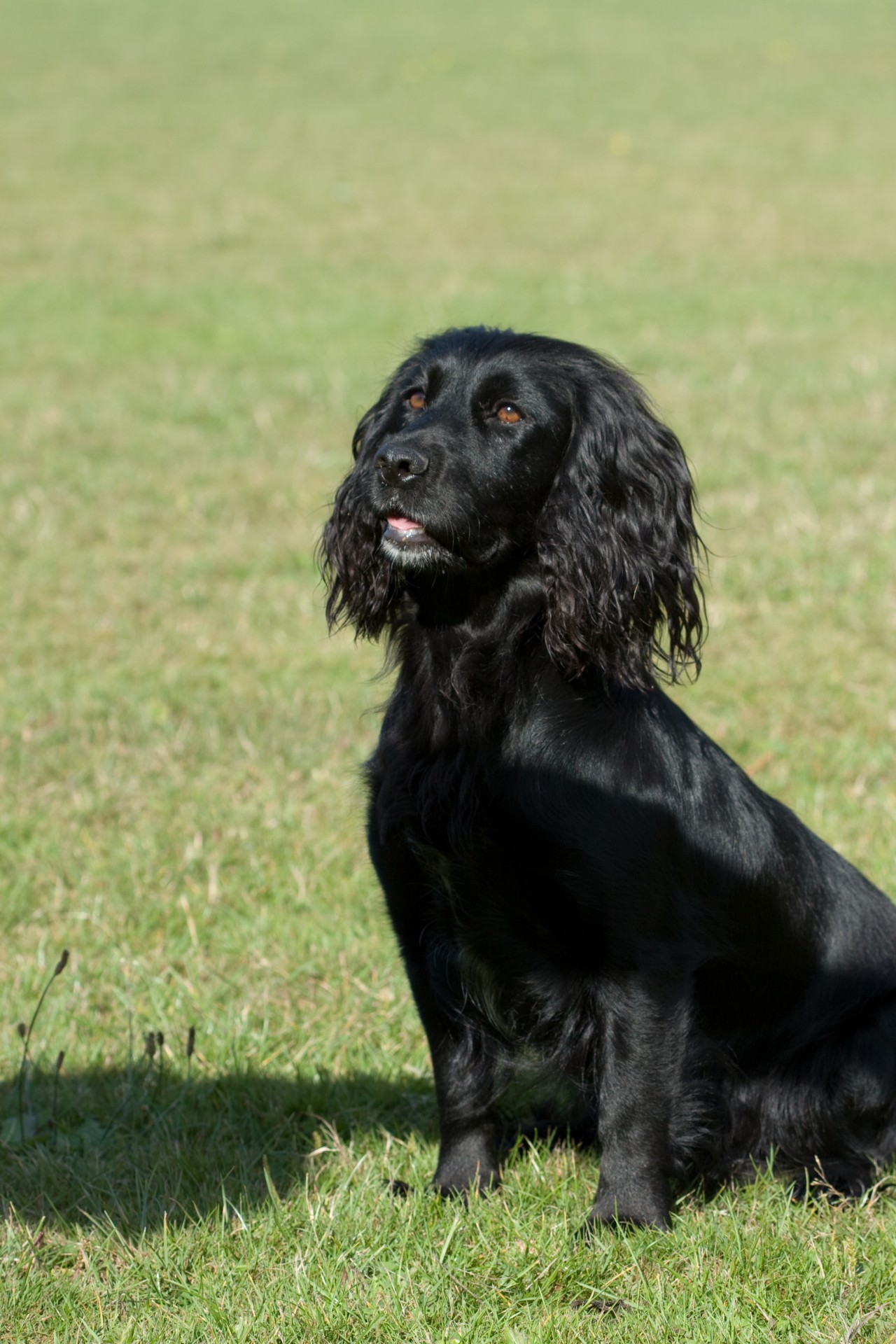 Šuo,  Kokeris,  Spanielis,  Darbas & Nbsp,  Cocker,  Laukas & Nbsp,  Spanielis,  Cocker & Nbsp,  Spaniel,  Darbo & Nbsp