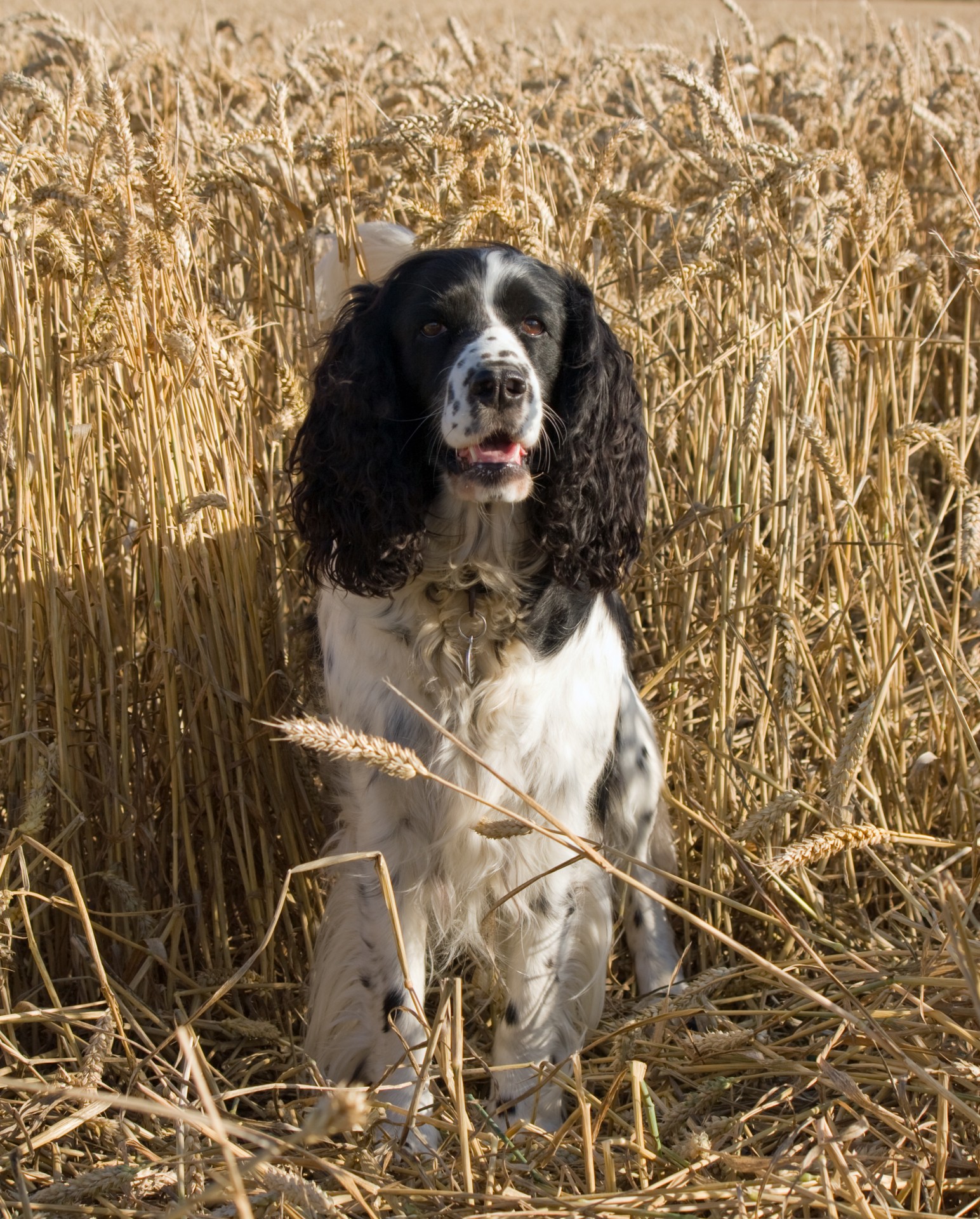 Šuo,  Springeris,  Spanielis,  English & Nbsp,  Springer & Nbsp,  Spaniel,  Springeris & Nbsp,  Spanielis,  Juoda,  Balta