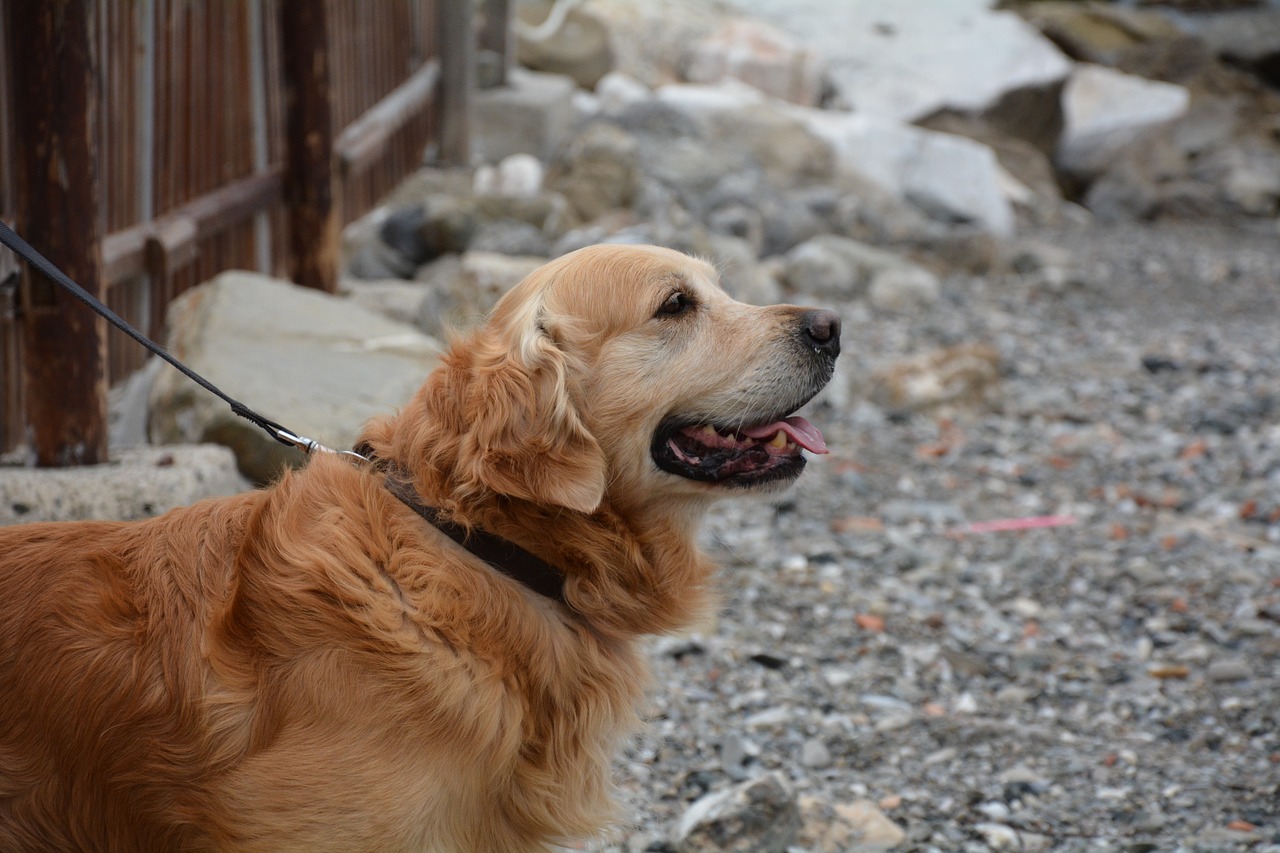 Šuo, Auksaspalvis Retriveris, Jūros Šuo, Šuo Paplūdimyje, Nemokamos Nuotraukos,  Nemokama Licenzija