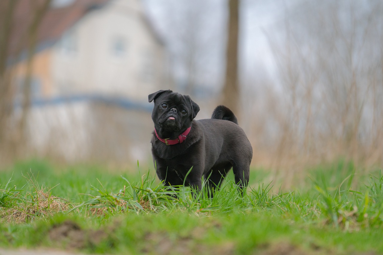 Šuo, Out, Pieva, Gyvūnas, Naminis Gyvūnėlis, Hundeportrait, Gamta, Grynaveislis Šuo, Mopsas, Mielas